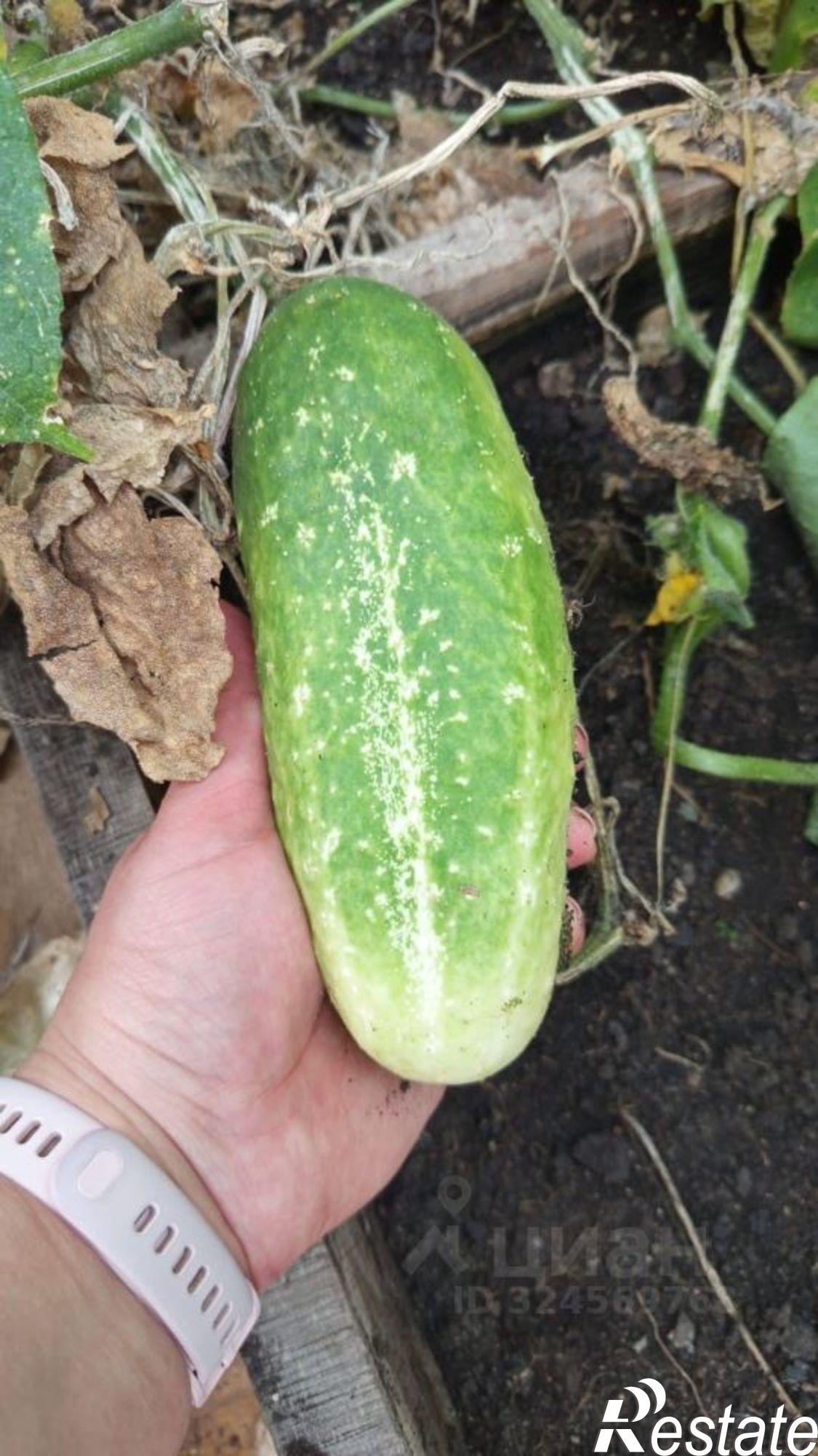 Купить землю, земельный участок за 1 000 000 рублей на СНТ Сигнал-3, 6-я улица, 667